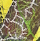 Cultured Interactions: Evolving Landscapes I (028), copyright Gupi Ranganathan, 2006-2018