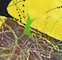 Cultured Interactions: Evolving Landscapes I (031), copyright Gupi Ranganathan, 2006-2018