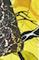 Cultured Interactions: Evolving Landscapes I (060), copyright Gupi Ranganathan, 2006-2018