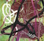 Cultured Interactions: Evolving Landscapes II (019), copyright Gupi Ranganathan, 2006-2018