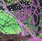 Cultured Interactions: Evolving Landscapes II (036), copyright Gupi Ranganathan, 2006-2018