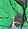 Cultured Interactions: Evolving Landscapes II (094), copyright Gupi Ranganathan, 2006-2018