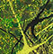 Cultured Interactions: Evolving Landscapes II (115), copyright Gupi Ranganathan, 2006-2018