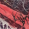 Cultured Interactions: Evolving Landscapes III (006), copyright Gupi Ranganathan, 2006-2018