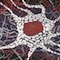 Cultured Interactions: Evolving Landscapes III (048), copyright Gupi Ranganathan, 2006-2018