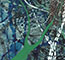 Cultured Interactions: Evolving Landscapes IV (111), copyright Gupi Ranganathan, 2006-2018